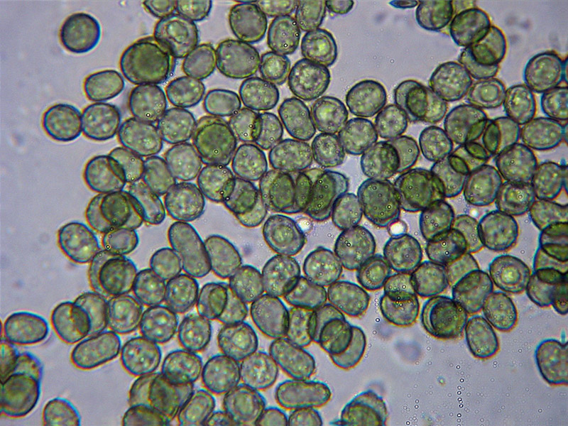 Creopus gelatinosus ?